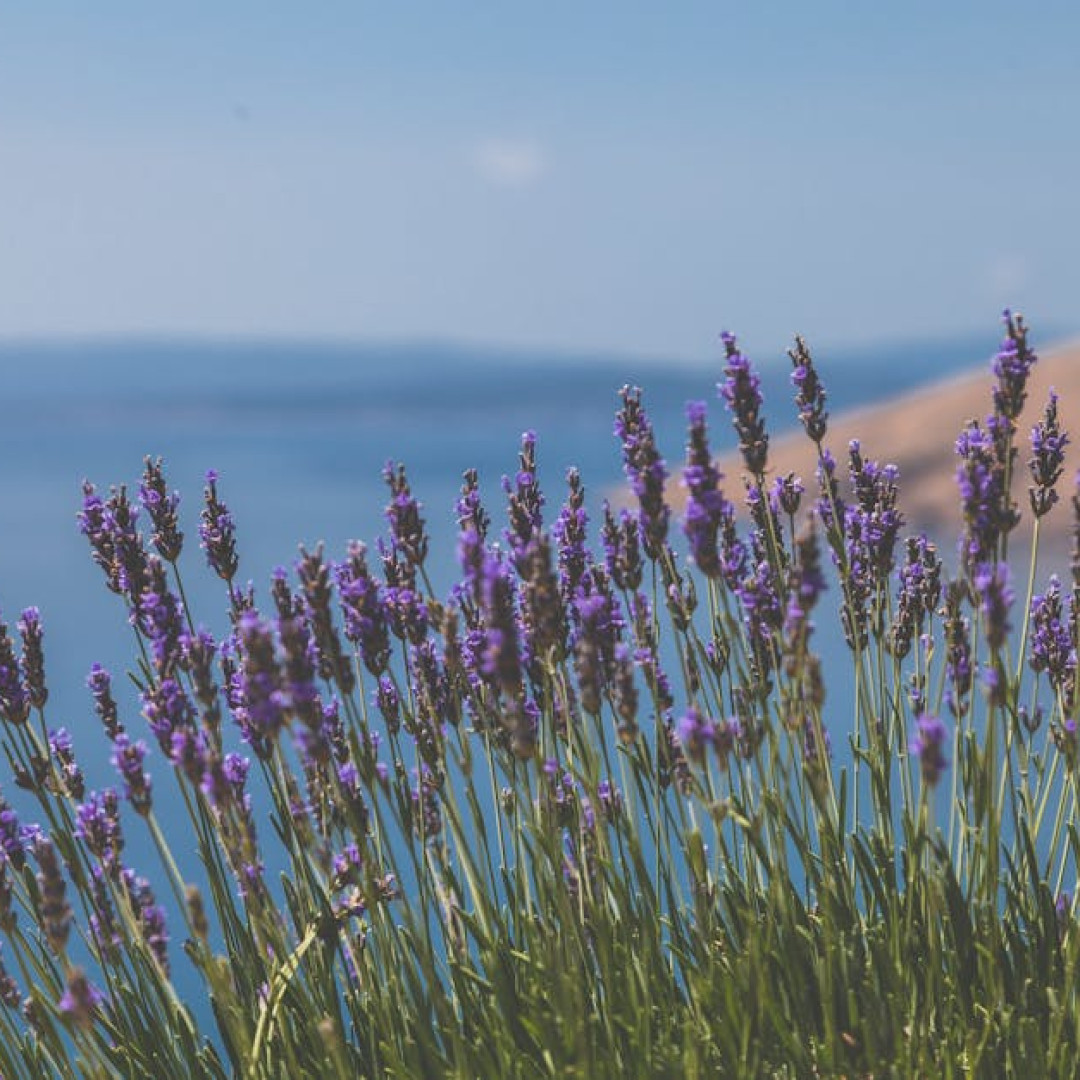 Webwinkel in Zuid-Franse producten